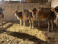 गाय, Swiss cattle — फ़ोटो 1