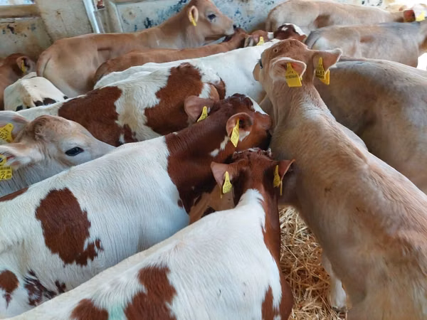 Bull, Simmental cattle — Poland