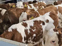 公牛, Simmental cattle — 照片 5