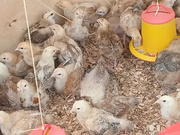 Chickens — Kenya