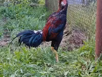 Chickens — تصویر 1