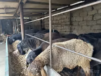 Kambing jantan, Sheep — foto 3