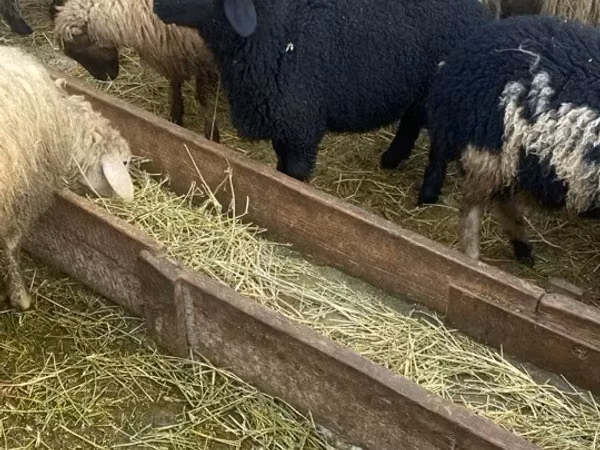 Sheep, Sheep — Armenia