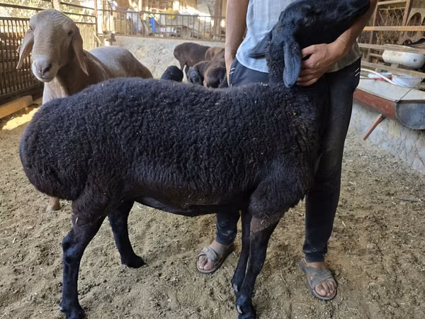 Sheep, Sheep — Uzbekistan