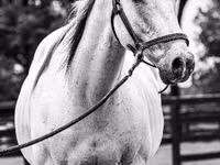 Aygʻir, National Show Horse — 4-rasm