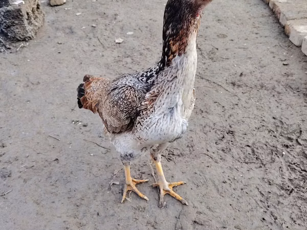 Chickens — Uzbekistan