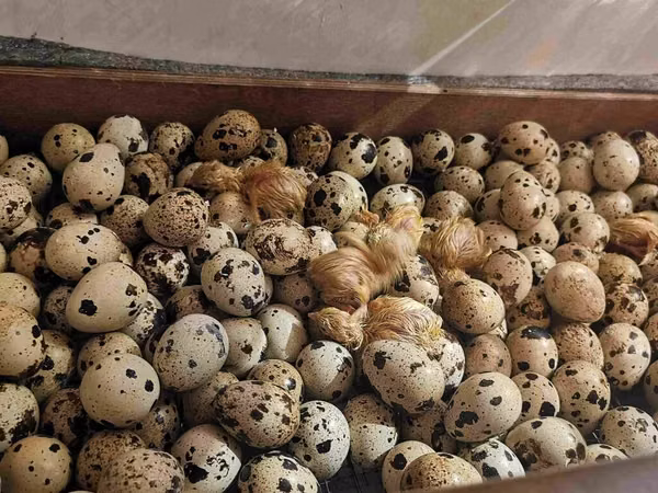 Quails — Kirgistaan
