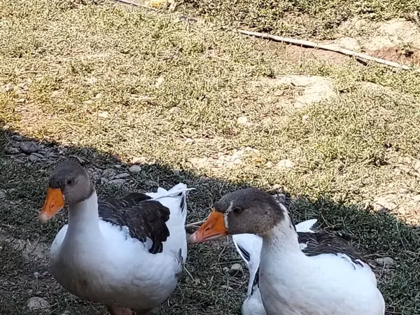 Geese — Азербайджан
