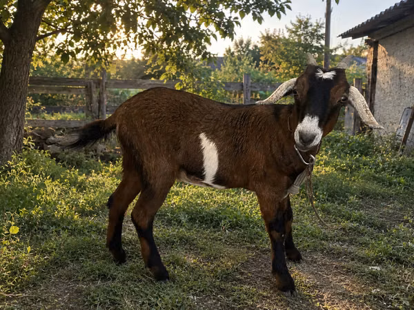 Goat, Nubian Goat — Moldova