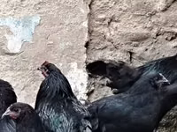 Chickens — تصویر 8