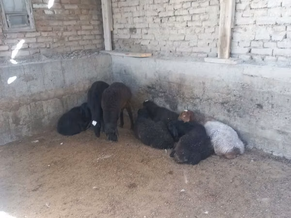 Ram, Hissar sheep — Uzbekistan
