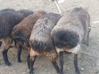 Kambing jantan, Sheep — foto 3