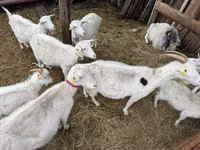 بز ماده, Saanen goat — عکس 2