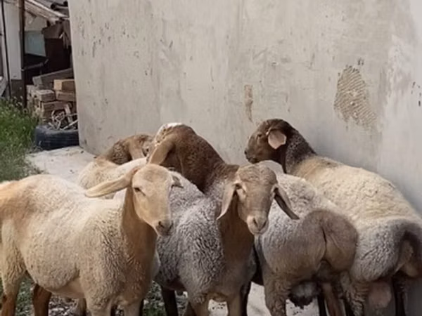 قوچ, گوسفند — قرقیزستان