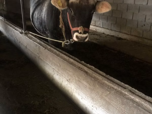 Bull, Cattle