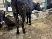 Vaca, Raza Alatau — foto 3