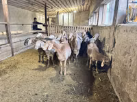 Овен, Rhon sheep — снимка 2