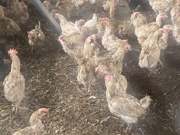 Chickens — Kyrgyzstan