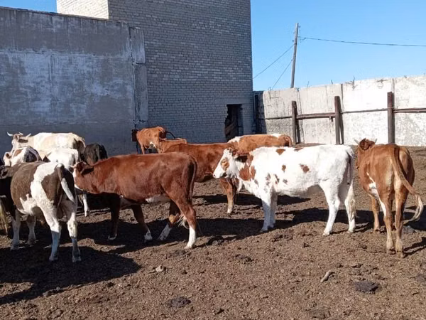 Cow, Simmental cattle — Kazakhstan