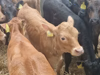 Bull, Simmental cattle — photo 8