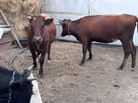 Krowa, Bydło — zdjęcie 1