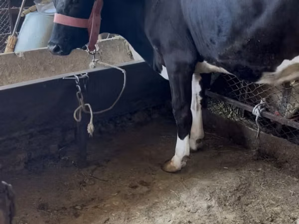 گاو ماده, Swiss cattle