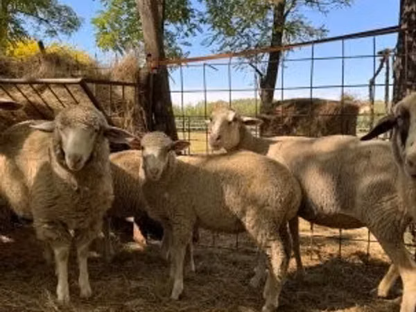 گوسفند (گروه، جنسیت مشخص نشده), Ile-de-France sheep