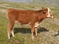 Vache, Latvian Blue cattle — photo 2
