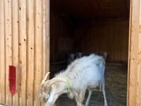 ஆண் வெள்ளாடு, Saanen goat — புகைப்படம் 2