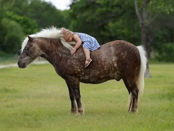 Horse (M), Horses