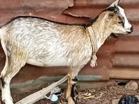 Kozy (partia, płeć nieokreślona), Nubian Goat — zdjęcie 6
