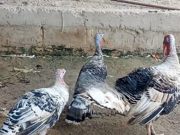 Turkeys — Senegal