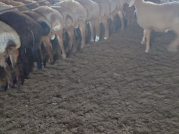Ram, Sheep — Kyrgyzstan