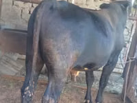 Bull, Cattle — photo 1