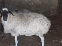 Biri-biri betina, Afghan Arabi sheep — foto 2