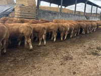 公牛, Limousin cow — 照片 3