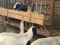 قوچ, Dorper sheep — عکس 2