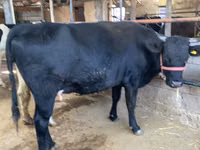 Cow, Holstein breed — photo 2