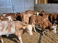 公牛, Simmental cattle — 照片 5