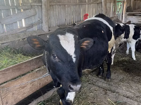 Lo’, Russian Black pied cattle