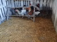 Chickens — عکس 3