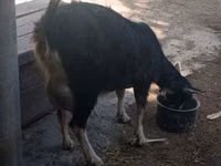 பெண் வெள்ளாடு, Alpine goat — புகைப்படம் 1