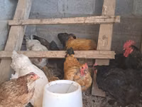 Chickens — عکس 1