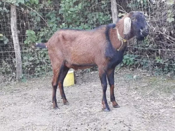 Billy Goat, Nubian Goat