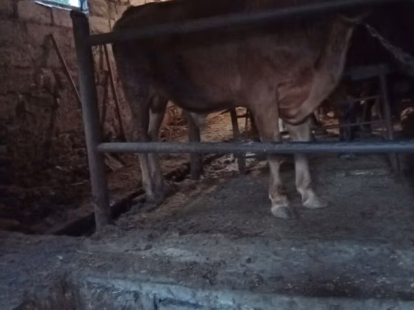 Bull, Cattle — Azerbaijan
