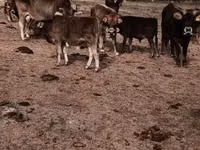 Boğa, Limuzin inek — foto 5