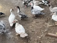 Ducks — عکس 4