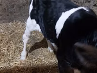 Bull, Cattle — photo 2