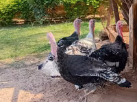 Turkeys — ছবি 4
