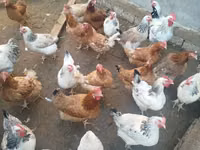 Chickens — foto 3